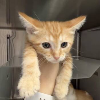 Delicata -  Domestic Short Hair Cat for Adoption in Goleta, California - Delicata | PetCurious