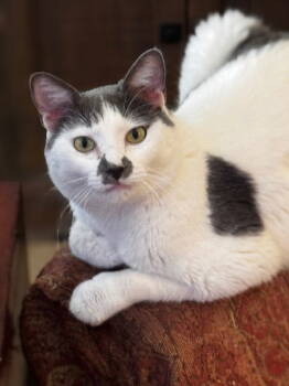Rescue Domestic Short Hair Cats for Adoption in Prosper, Texas - Merlin | PetCurious
