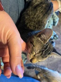 Miss Ruby -  Tabby Cat for Adoption in San Antonio, Texas - Miss Ruby | PetCurious