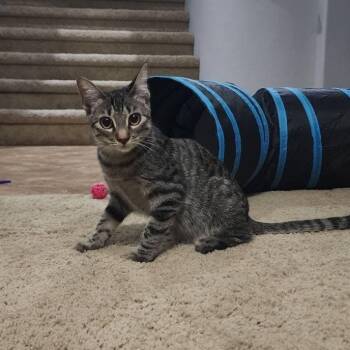 Kovu -  Domestic Short Hair Cat for Adoption in San Tan Valley, Arizona - Kovu | PetCurious