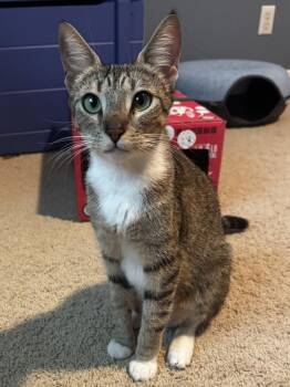 Comfort -  Domestic Short Hair Cat for Adoption in Lincoln, California - Comfort | PetCurious