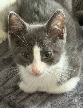 Gideon -  Domestic Short Hair Cat for Adoption in Honeoye, New York - Gideon | PetCurious