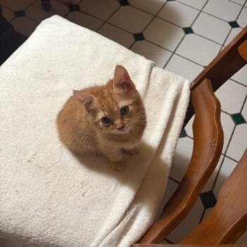 Baby -  Domestic Short Hair Cat for Adoption in Newark, New Jersey - Baby | PetCurious