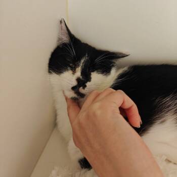 Domestic Short Hair Cats Available for Adoption in Cumming, Georgia - Amelia | PetCurious