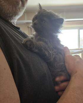 Domestic Long Hair Cats Available for Adoption in Walled Lake, Michigan - Cordie | PetCurious