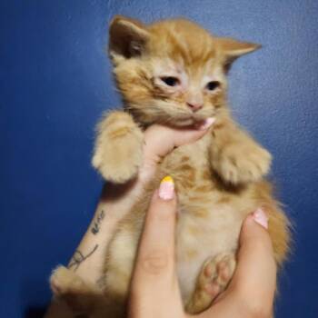 Rainier -  Domestic Short Hair Cat Available for Adoption in Mocksville, North Carolina - Rainier | PetCurious