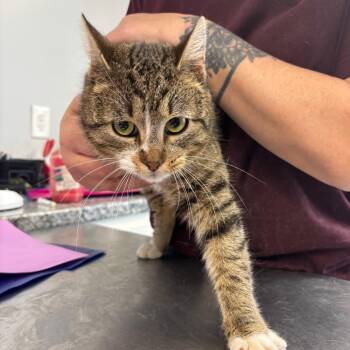 Domestic Short Hair Cats Available for Adoption - Garden | PetCurious