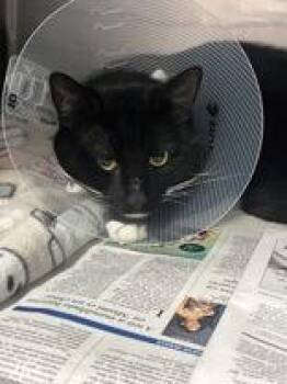 Domestic Short Hair Cats Available for Adoption - William | PetCurious