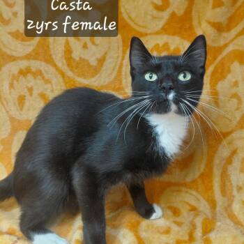 Casta -  Domestic Short Hair Cat for Adoption in New Tazewell, Tennessee - Casta | PetCurious