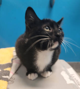 Rescue Domestic Short Hair Cats for Adoption in Fort Collins, Colorado - Hecate | PetCurious