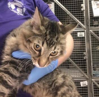 ROCKET -  Domestic Medium Hair Cat for Adoption in Conroe, Texas - ROCKET | PetCurious