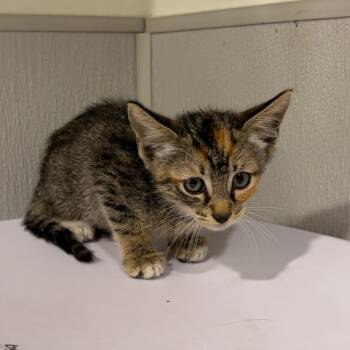Adaline -  Domestic Short Hair Cat for Adoption in Tampa, Florida - Adaline | PetCurious