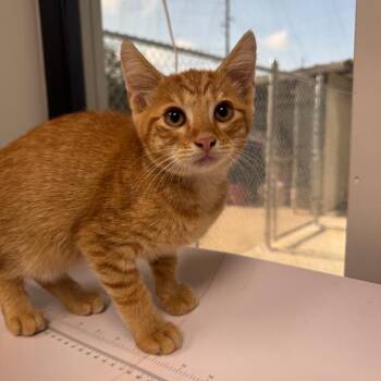 Remus Lupin -  Domestic Short Hair Cat for Adoption in Columbiana, Alabama - Remus Lupin | PetCurious