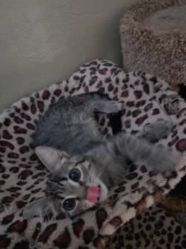Jetter -  Domestic Short Hair Cat for Adoption in Pocatello, Idaho - Jetter | PetCurious