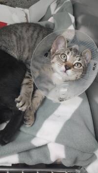 Polaroid -  Domestic Short Hair Cat for Adoption in North Miami Beach, Florida - Polaroid | PetCurious