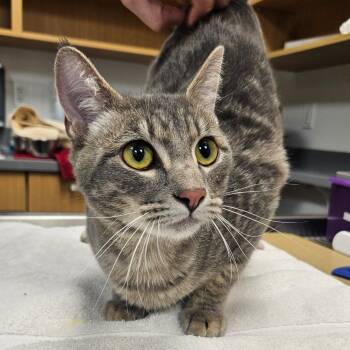 Rescue Domestic Short Hair Cats for Adoption in Sarasota, Florida - Goober | PetCurious