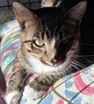 Flynn -  Domestic Short Hair Cat for Adoption in Peconic, New York - Flynn | PetCurious