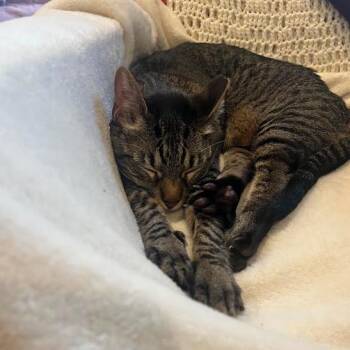 Mia C5236 -  Domestic Short Hair Cat for Adoption in Minnetonka, Minnesota - Mia C5236 | PetCurious