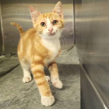 Brewster -  Domestic Short Hair Cat for Adoption in Denison, Texas - Brewster | PetCurious