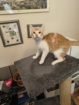 Domestic Short Hair Cats Available for Adoption in Zephyrhills, Florida - Big Ben | PetCurious