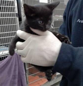 JEAN -  Domestic Short Hair Cat for Adoption in Salinas, California - JEAN | PetCurious