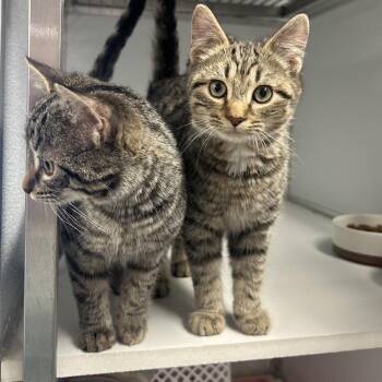 Domestic Short Hair Cats Available for Adoption in Binghamton, New York - Purrgola | PetCurious
