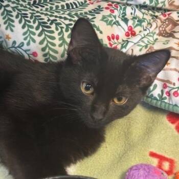 Loyal -  Domestic Short Hair Cat for Adoption in Hawthorne, California - Loyal | PetCurious