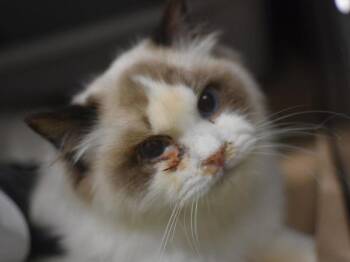 Rescue Ragdoll Cats for Adoption in Portland, Oregon - Billy | PetCurious