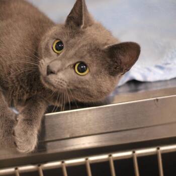 Alvin -  Domestic Short Hair Cat Available for Adoption in Ottumwa, Iowa - Alvin | PetCurious