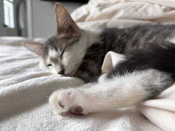 Woody -  Domestic Short Hair and Domestic Medium Hair Cat for Adoption in Milton, Georgia - Woody | PetCurious