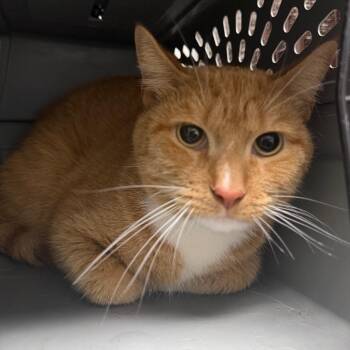Austin -  Domestic Short Hair Cat for Adoption in Philadelphia, Pennsylvania - Austin | PetCurious
