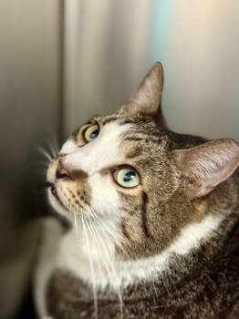 Rescue Domestic Short Hair Cats for Adoption in Fort Lauderdale, Florida - Stinker | PetCurious