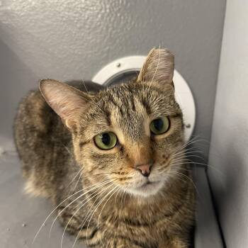 Asher -  Domestic Short Hair Cat for Adoption in Hammond, Indiana - Asher | PetCurious