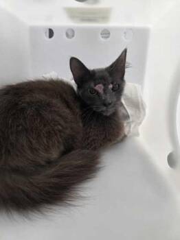 Regina George -  Domestic Short Hair Cat for Adoption in Sevierville, Tennessee - Regina George | PetCurious