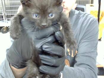 Rescue Domestic Short Hair Cats for Adoption in Pasadena, Texas - ERIS | PetCurious