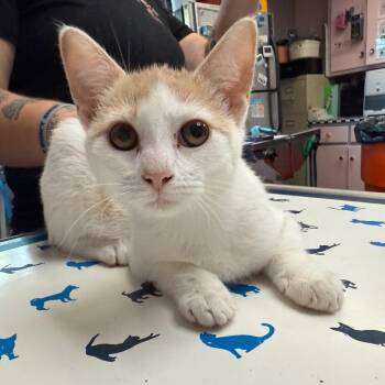 Domestic Short Hair Cats Available for Adoption - Icelandic Sheepdog | PetCurious