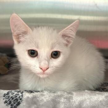 Lars -  Domestic Short Hair Cat for Adoption in Keizer, Oregon - Lars | PetCurious