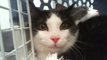 A1270498 -  Domestic Short Hair Cat for Adoption in Charlotte, North Carolina - A1270498 | PetCurious