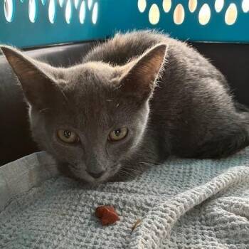 Pebble - Chow Hound Northland -  Domestic Short Hair Cat for Adoption in Grand Rapids, Michigan - Pebble - Chow Hound Northland | PetCurious