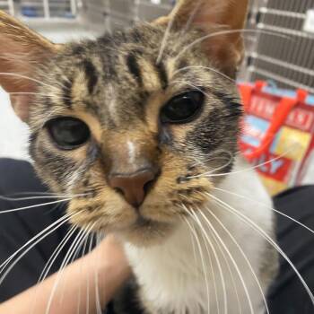 Domestic Short Hair Cats Available for Adoption in Grand Rapids, Michigan - Gertie | PetCurious