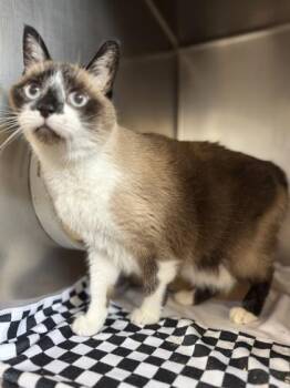 Lucky -  Domestic Long Hair and Domestic Short Hair Cat for Adoption in Roseville, California - Lucky | PetCurious