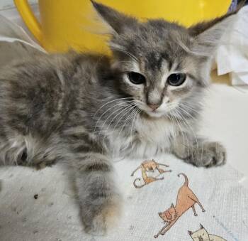 Eve -  Domestic Medium Hair Cat for Adoption in Dyersburg, Tennessee - Eve | PetCurious
