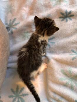 Tae -  Domestic Short Hair and Tabby Cat for Adoption in Richmond, Virginia - Tae | PetCurious