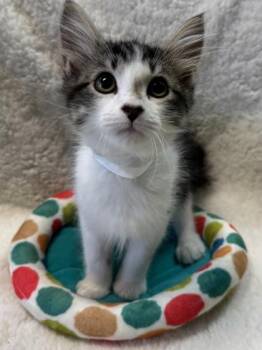 Domestic Medium Hair and Domestic Short Hair Cats Available for Adoption in Seneca, South Carolina - Cal $150 At PetSmart Seneca | PetCurious