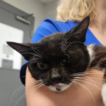 Jebo -  Domestic Short Hair Cat for Adoption in Greenville, South Carolina - Jebo | PetCurious