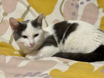 Turkish Van Cats Available for Adoption in Monrovia, California - Asha | PetCurious