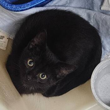 Rescue Domestic Short Hair Cats for Adoption in Zanesville, Ohio - Holly | PetCurious