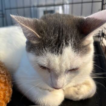 Rescue Domestic Short Hair Cats for Adoption in Webster, Texas - Layla | PetCurious