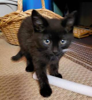 Domestic Short Hair Cats Available for Adoption in Wilkesboro, North Carolina - Kohl | PetCurious