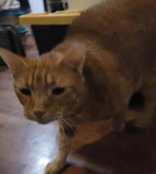 Domestic Short Hair Cats Available for Adoption - Goofy | PetCurious